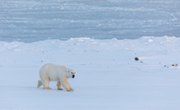 How Do Polar Bears Camouflage?