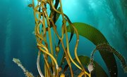 What Plants Live in the Oceanic Zone?