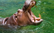 Adaptations of a Hippopotamus