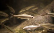 What Do Minnows Eat?