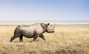 What Do Rhinos Use Their Horns for?