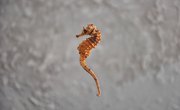 Seahorse Facts for Kids