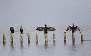 Information on the Cormorant Bird