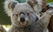 What Are the Physical Adaptations of a Koala Bear?