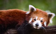 Animals in the Himalayas