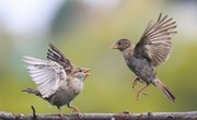 How to Differentiate Between a Male & Female Sparrow