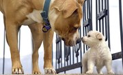 There's Now a Better Way to Calculate Your Pup's Age in 