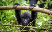 The Gorilla's Ecosystem