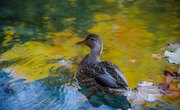 List of Freshwater Ducks