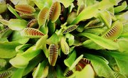 How Does the Venus Flytrap Reproduce?