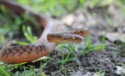 Facts About the Brown Tree Snake