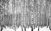 Birch Tree Identification