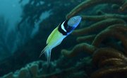 Some Fish Can Change Their Sex in Adulthood – Here's Why