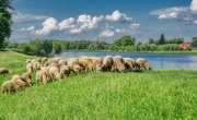 What Are Some Adaptations of Sheep?