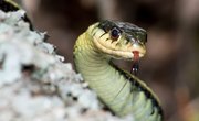 How to Identify Snakes in Pennsylvania