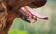 Importance of Water in Animal Life