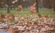 What Elements Make Up the Air We Breathe?