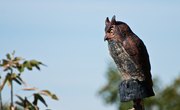 How Does a Fake Owl Work to Scare Birds Away?