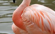 Study Shows Flamingos Belong in the Sunshine State