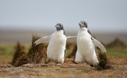 How Do Penguins Feed Their Chicks?