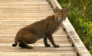 Facts on Wild Bobcats in Florida
