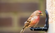 How Much Seed Do Birds Eat In a Day?