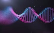 The Importance of DNA Molecules