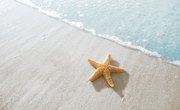 Starfish Impact on Humans