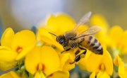 Advantages & Disadvantages of Honeybees