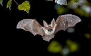 Bat Species Found in North Georgia