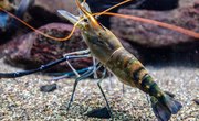What Kind of Water Does Shrimp Live In?