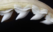 How to Hunt for Shark Teeth in Nags Head, North Carolina