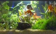 How to Raise the Alkalinity in a Freshwater Aquarium