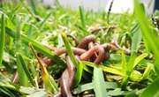 Differences Between Earth Worms and Compost Worms