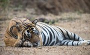 How Do Tigers Sleep?