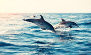 Do Dolphins Really Communicate with Each Other and Humans?