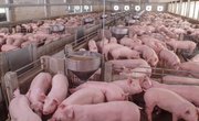How Old Must a Pig Be for Slaughter?