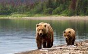 The Hidden Seed-Spreading Services of Salmon-Loving Bears
