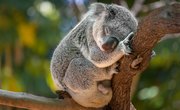 The Australian Wildfires Were Really, Really Bad for Koalas