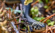 Species of Snakes in Maine