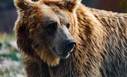 Yeti Investigation Reveals New Info on Himalayan & Tibetan Bears
