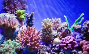 What Type of Vegetation Is Found in Coral Reefs?