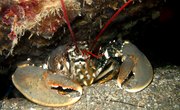 What Are the Different Kinds of Lobsters?