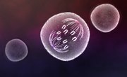 Anaphase: What Happens in this Stage of Mitosis & Meiosis?