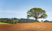 How to Identify a White Oak Tree