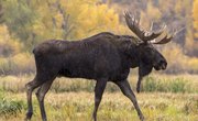How to Distinguish Between a Cow and a Bull Moose