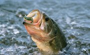 How to Tell a Male Largemouth Bass From a Female