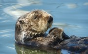 Sea Otters Are Dying, and Your Pet Cat Might Be to Blame