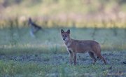 Characteristics of a Jackal