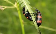 Beetles Found in Michigan